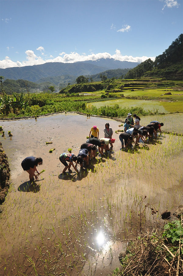 Planting rice at Sagada